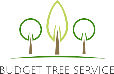 BUDGET TREE SERVICE